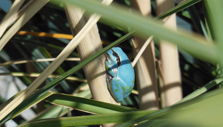 La carte du mois : des pluies favorables aux amphibiens en région Occitanie et Pays catalan